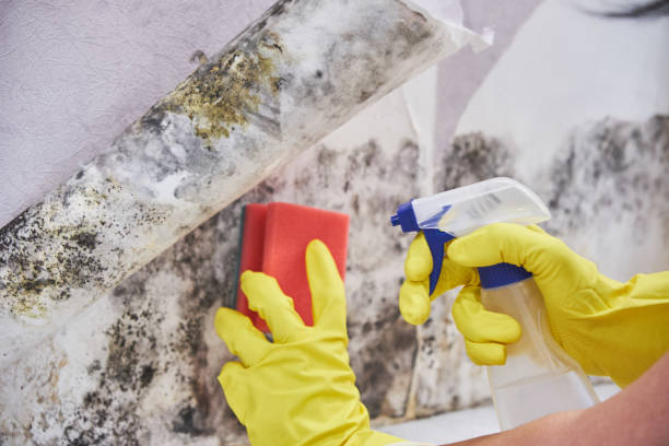 Professional Mold Removal Services in Chatsworth, GA